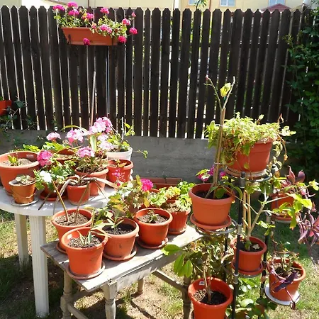 Vilele Brise De بيت ضيافة دووا مايْ