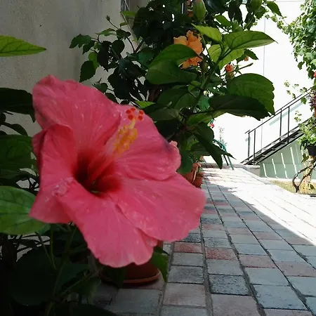 بيت ضيافة Vilele Brise De دووا مايْ