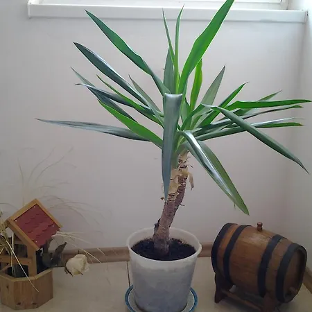 Vilele Brise De 3*