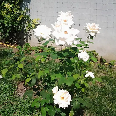 招待所 Vilele Brise De 3*