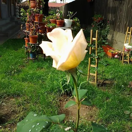招待所 Vilele Brise De 多亚马伊