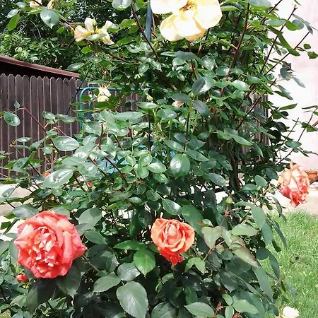 Vilele Brise De Mer 3* Două Mai