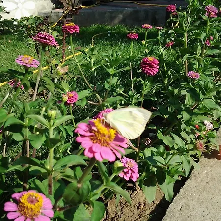 Vilele Brise De Mer Gasthof